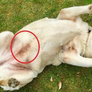 What A Blue Line Tattoed on a Dog means