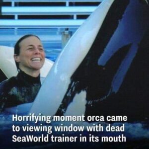 SeaWorld trainer yelled ‘my neck is broken’ after being body slammed by most dangerous orca