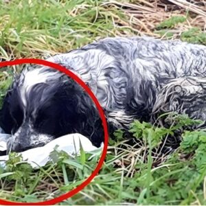 Bikers found an ABANDONED DOG holding a plastic BAG in his mouth. When they looked inside they were shocked and RAN immediately for help. Here’s what the dog PROTECTED: