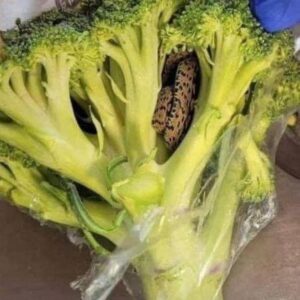 “Shocking Encounter: Man’s Horrifying Discovery Inside Bag of Aldi-Bought Broccoli”