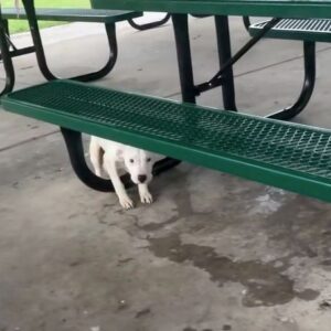 Puppy was left tied to park picnic table in the rain — rescuers save him