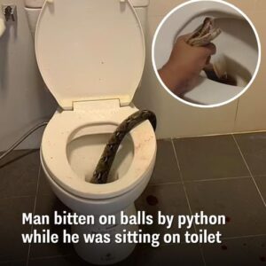 Man bitten on balls by python while he was sitting on toilet